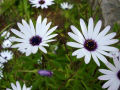 African daisy