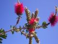 callistemon