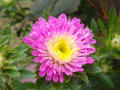 chrysanthemum