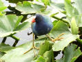 common moorhen