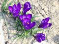 crocus