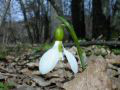 galanthus