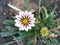 gazania