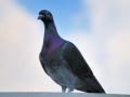 pigeon