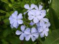 plumbago